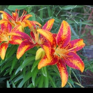 Meet your Posher, Lore